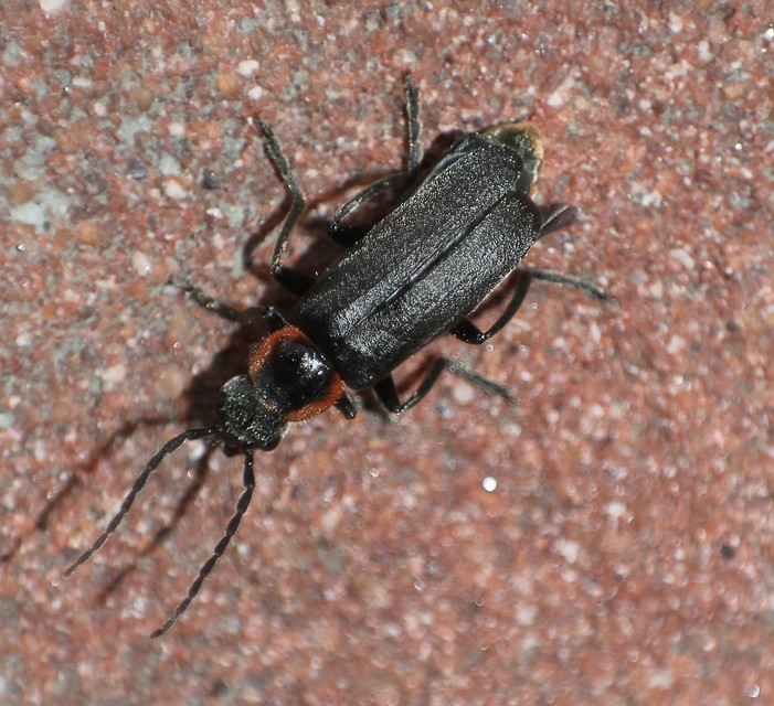 Cantharis