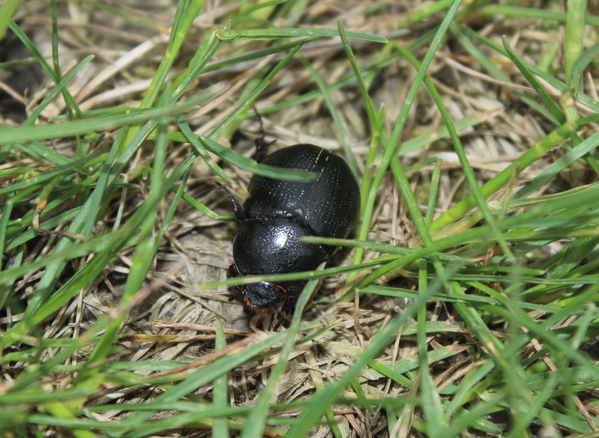 Pentodon idiota - butabogár