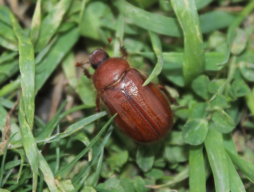 Holochelus aequinoctialis - tavaszeleji cserebogár