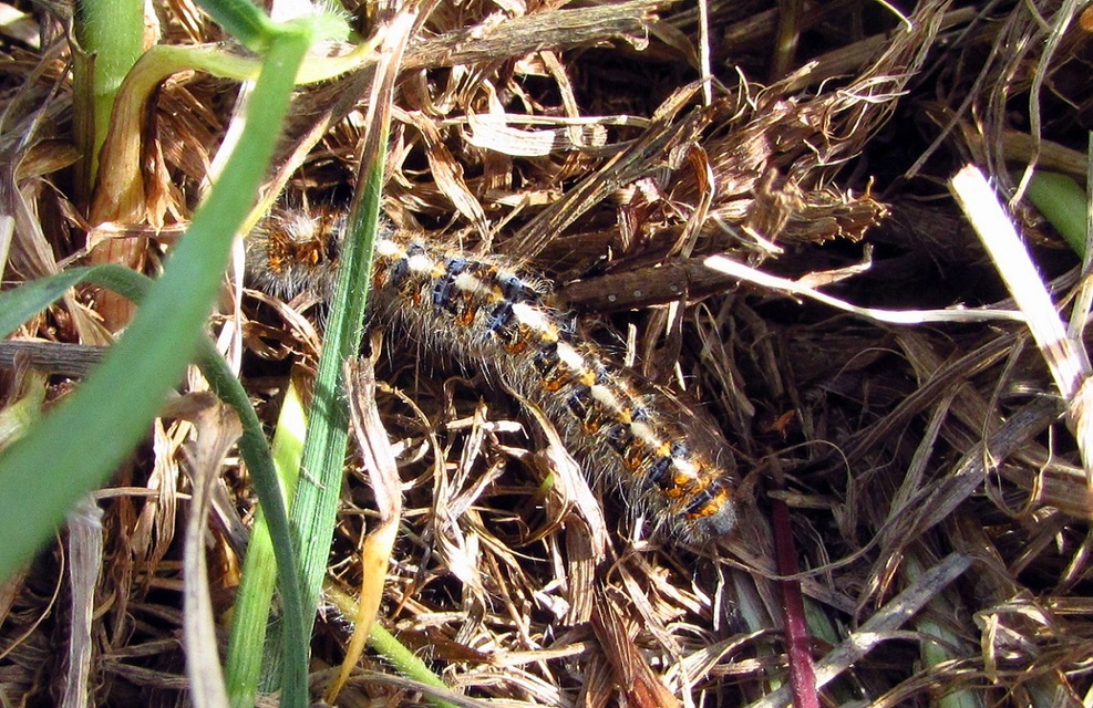 Lasiocampa quercus - tölgyfaszövő