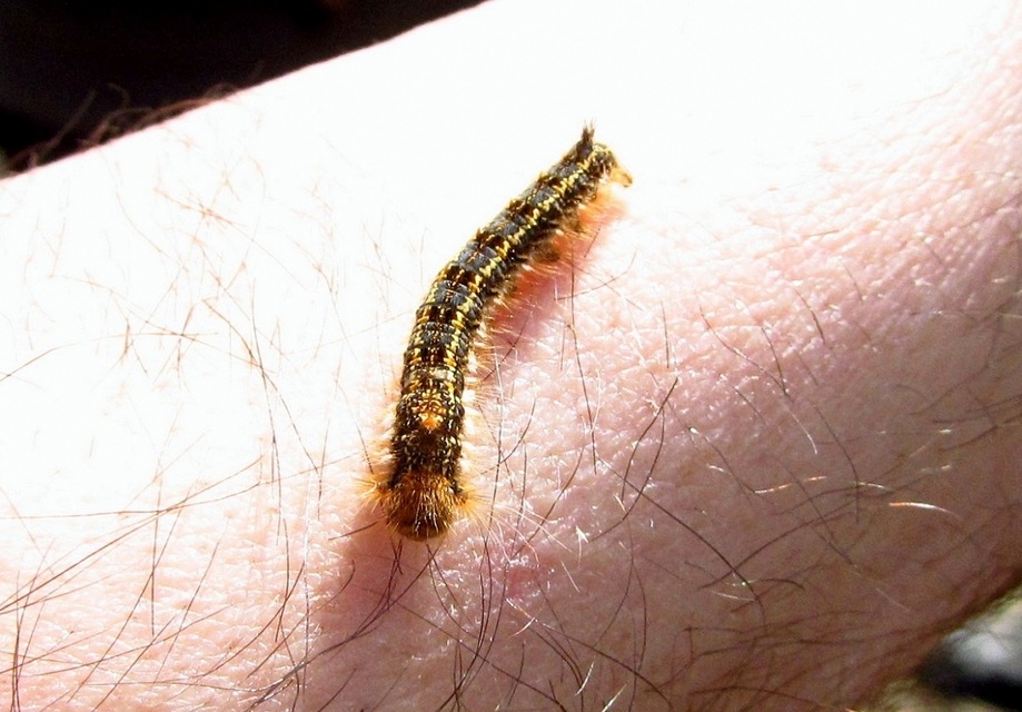 Euthrix potatoria - szomjas pohók