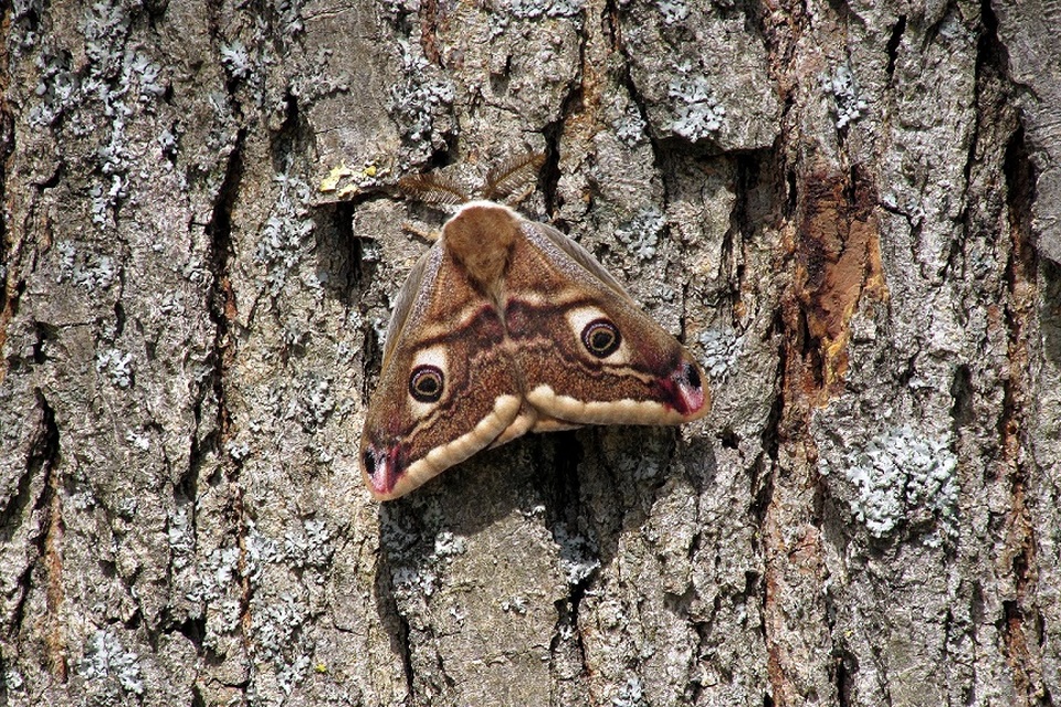 Saturnia pavoniella/pavonia