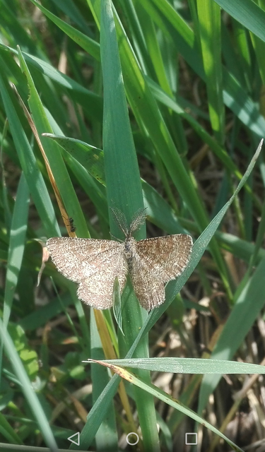 Ematurga atomaria - barna rétiaraszoló