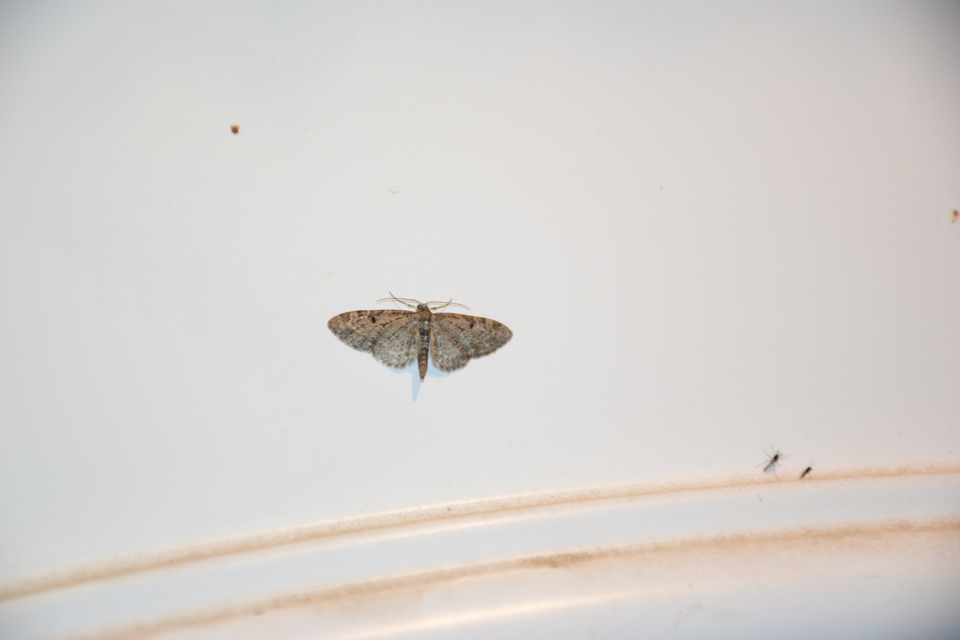 Eupithecia virgaureata - aranyvessző-törpearaszoló
