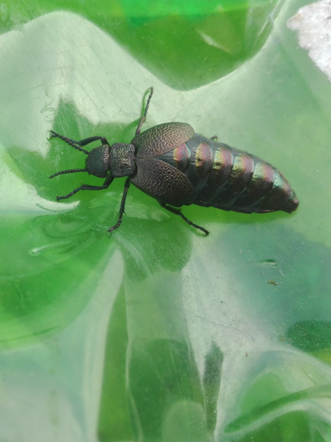 Meloe variegatus - pompás nünüke