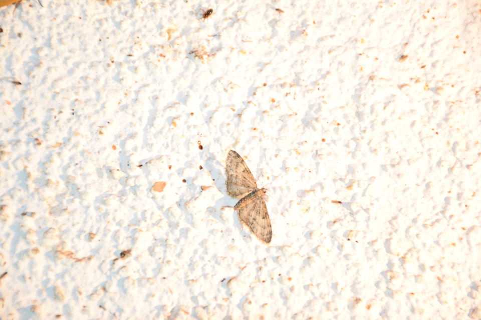 Eupithecia dodoneata - tölgy-törpearaszoló
