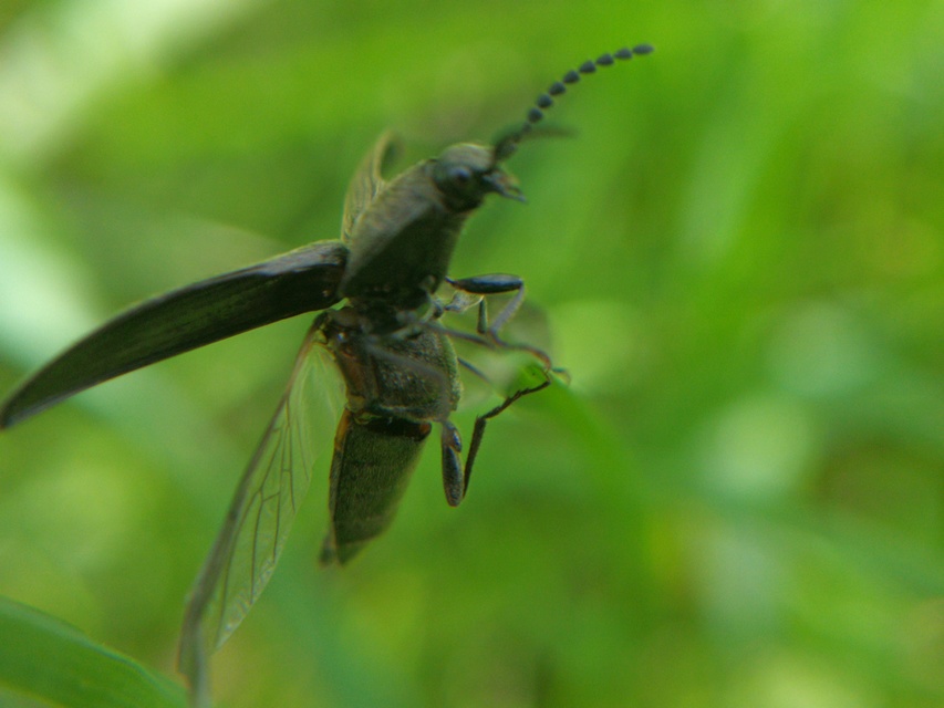 Melanotus