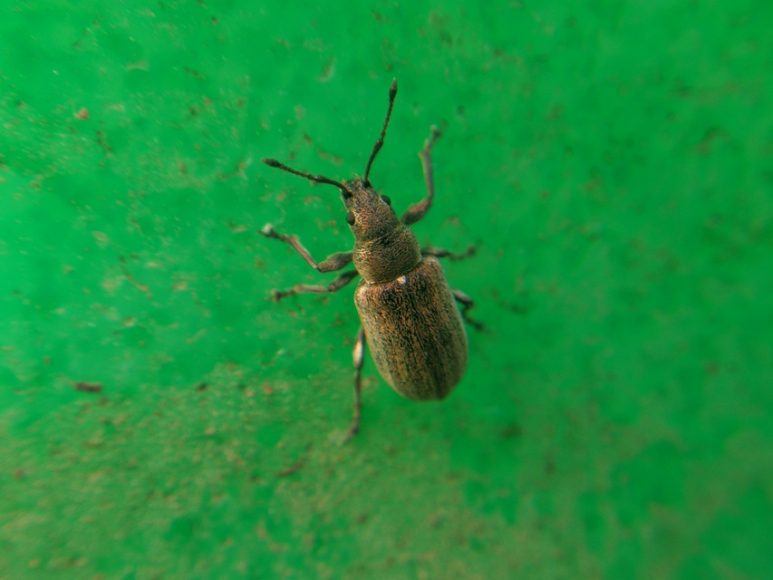 Phyllobius pyri - gyümölcsfa-levélormányos