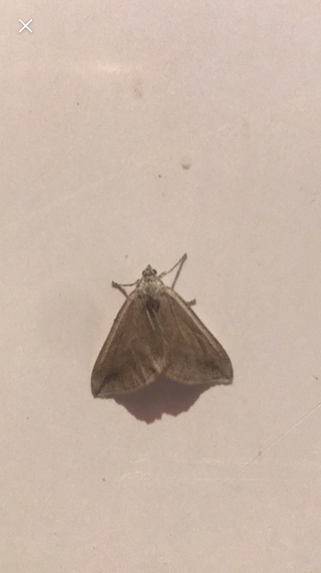 Lithostege griseata - szürke araszoló