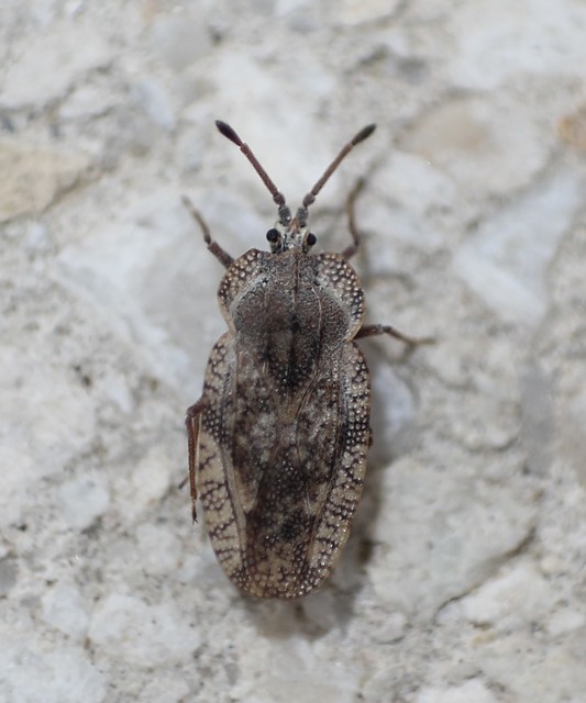 Tingis ampliata Tingis ampliata