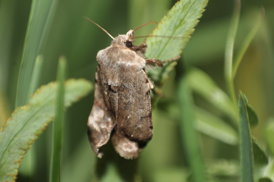 Cerastis rubricosa - vörhenyes tavaszibagoly