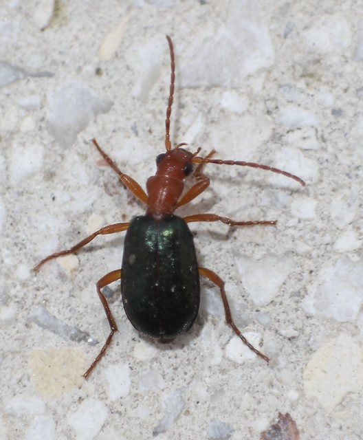 Brachinus explodens - kis pöfögőfutó