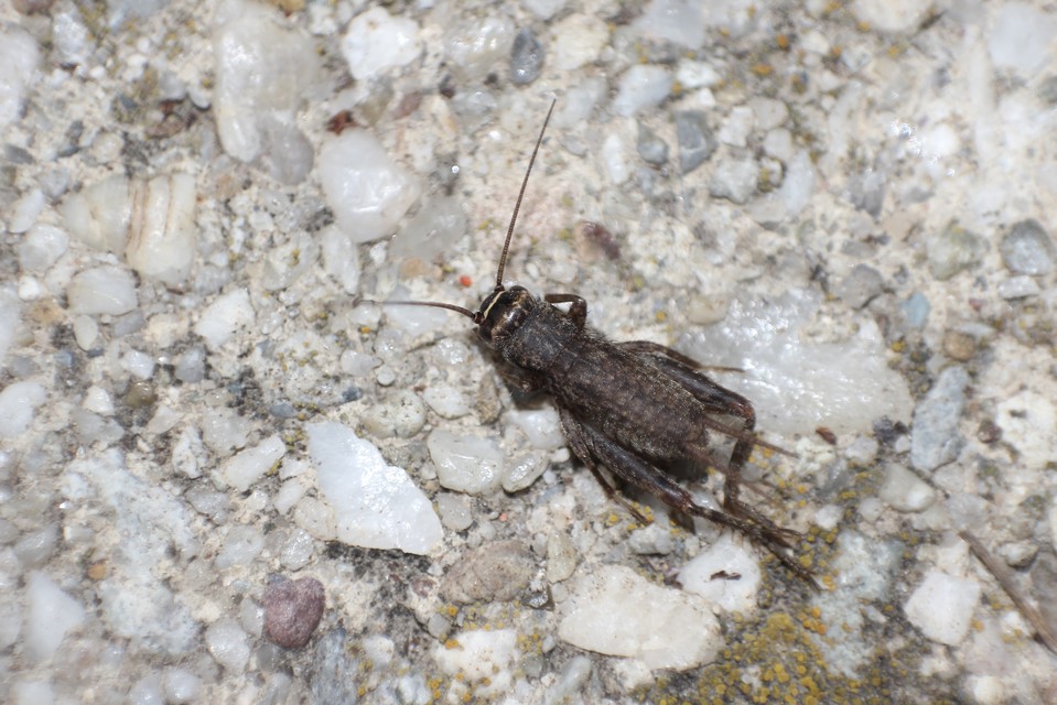 Modicogryllus
