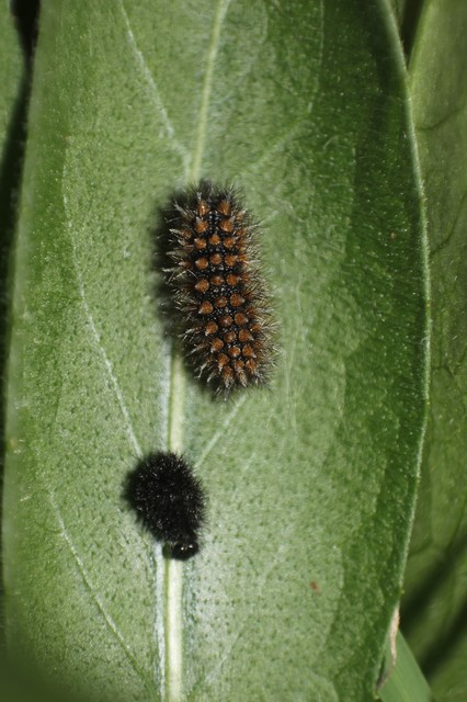 Melitaea athalia/aurelia/britomartis