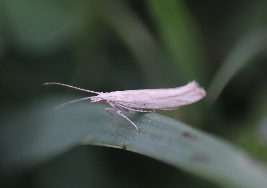 Plutellidae - tarkamolyfélék