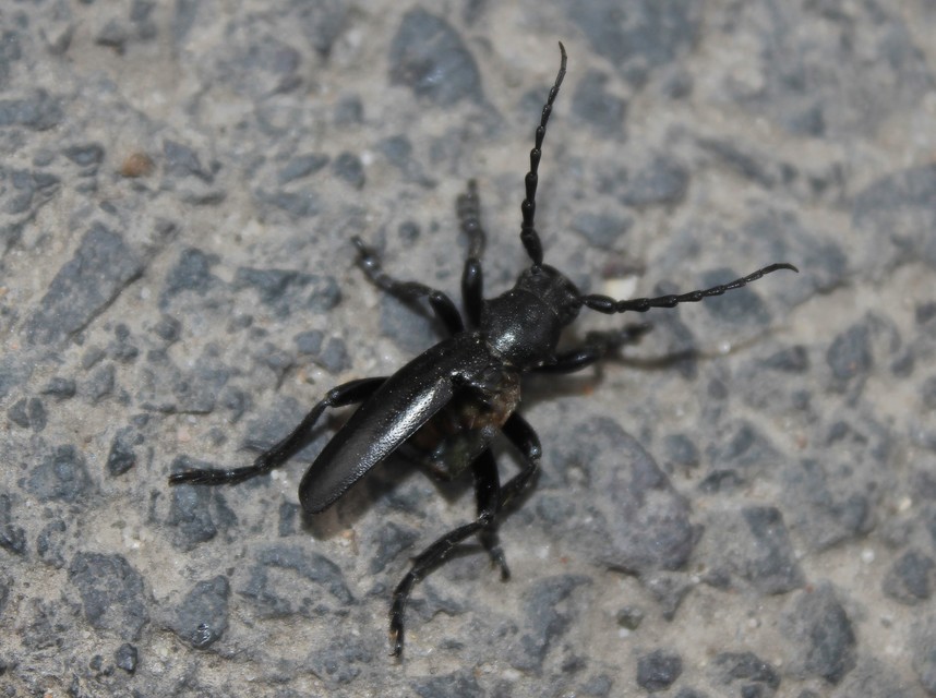 Dorcadion aethiops - fekete gyalogcincér
