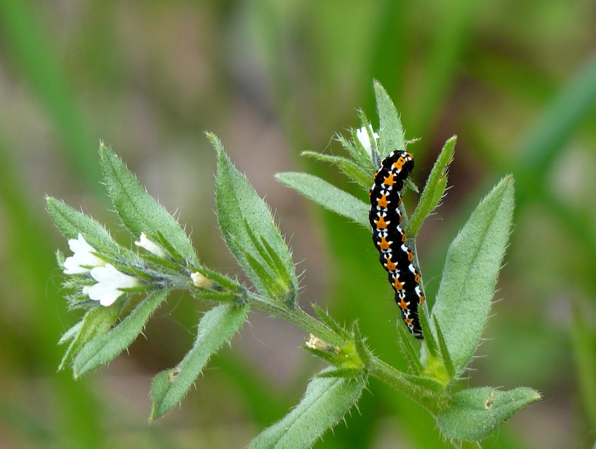 Ethmia candidella - őszi feketemoly