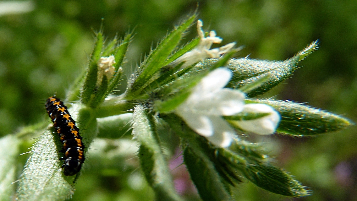 Ethmia candidella - őszi feketemoly