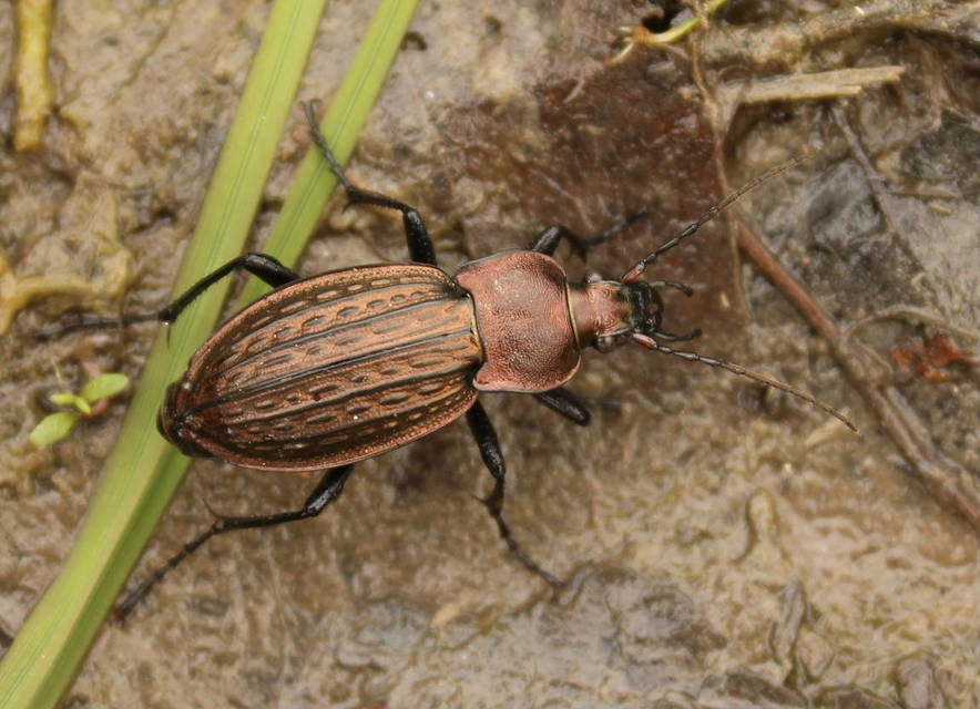 Carabus cancellatus - ragyás futrinka Carabus cancellatus - ragyás futrinka