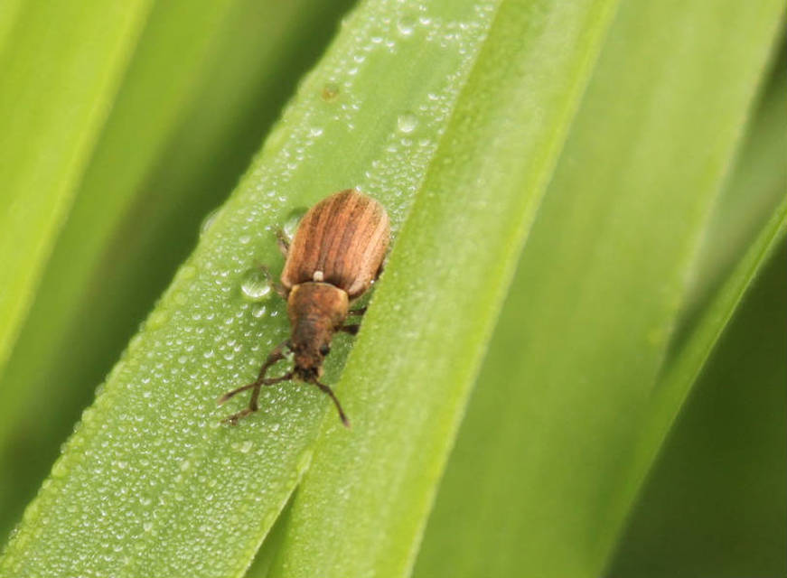 Phyllobius pyri - gyümölcsfa-levélormányos