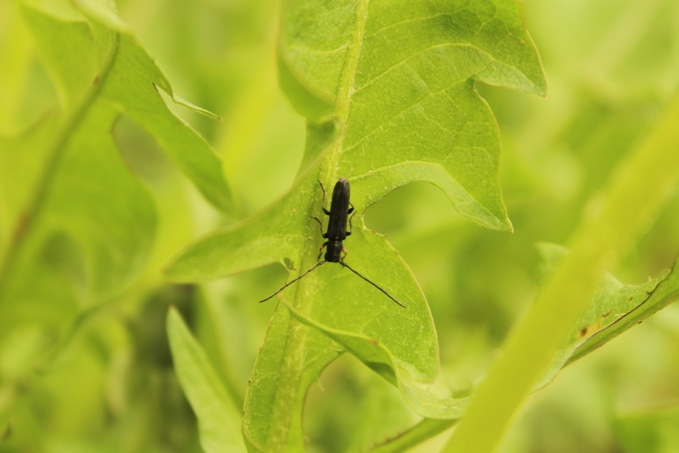 Phytoecia cylindrica - medvelapucincér