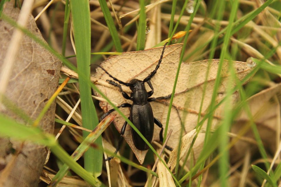 Dorcadion aethiops - fekete gyalogcincér