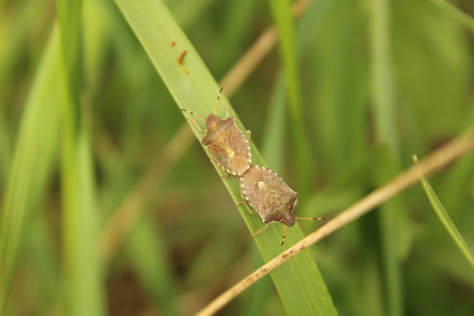 Peribalus strictus - tavaszi címerespoloska Peribalus strictus - tavaszi címerespoloska