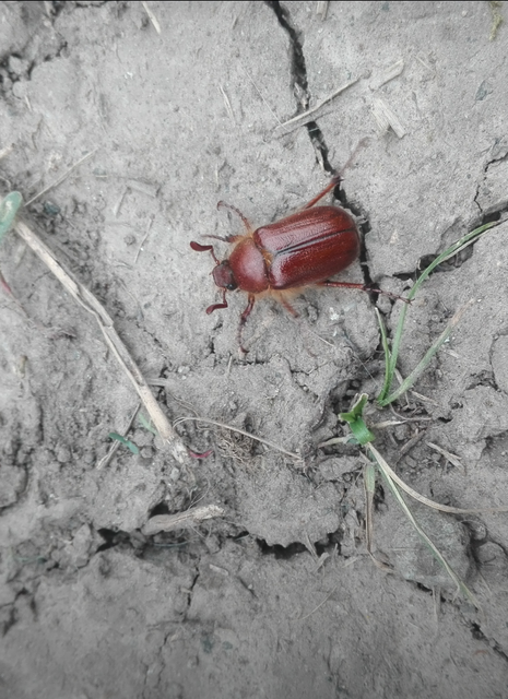 Holochelus aequinoctialis - tavaszeleji cserebogár