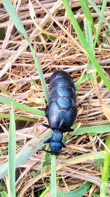 Meloe proscarabaeus - közönséges nünüke