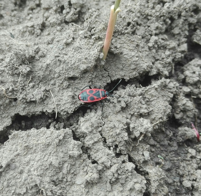 Pyrrhocoris apterus - verőköltő poloska