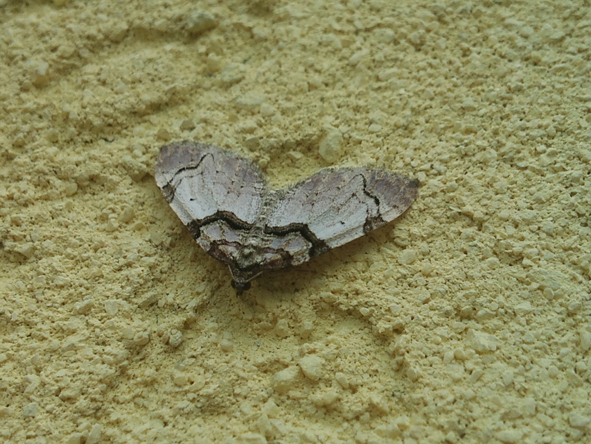Anticlea derivata - vadrózsa-tarkaaraszoló
