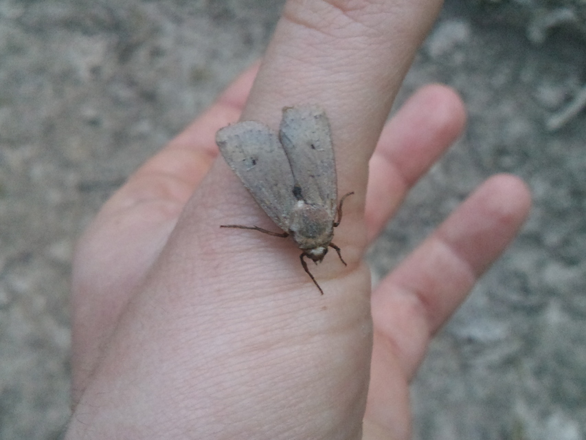 Conistra erythrocephala - vörösfejű őszibagoly