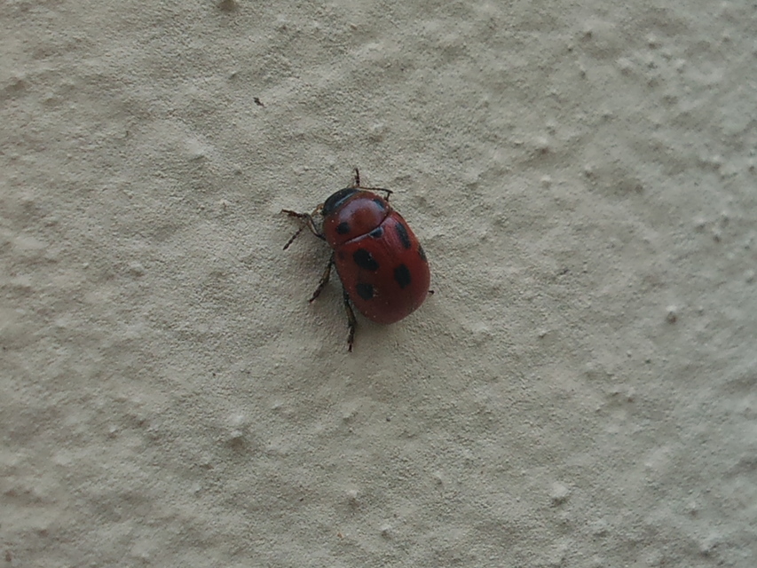 Gonioctena fornicata - közönséges lucernabogár