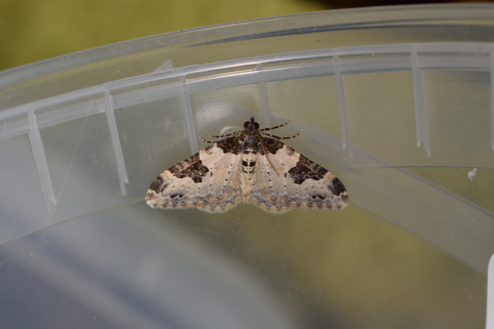 Xanthorhoe fluctuata - közönséges tarkaaraszoló