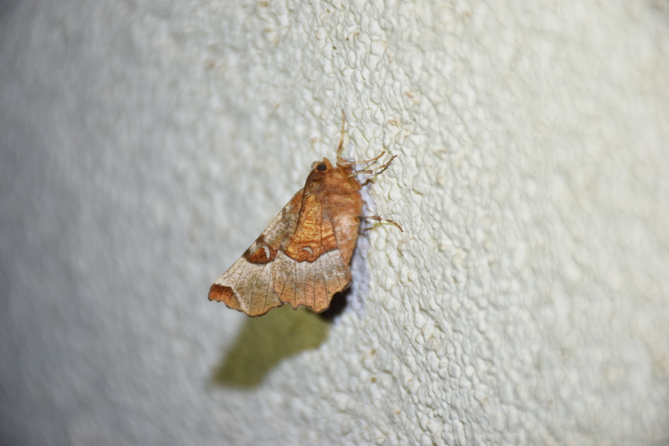 Selenia tetralunaria - négyfoltos holdasaraszoló