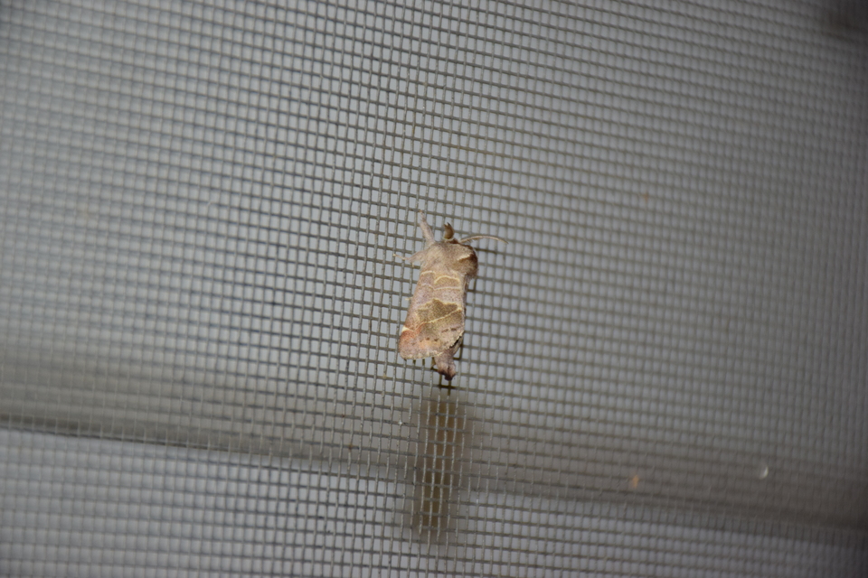 Clostera pigra - apró levélszövő