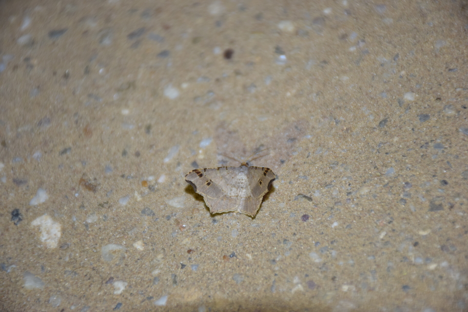 Macaria alternata - közönséges szürkearaszoló