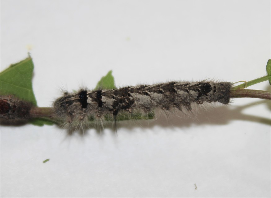 Gastropacha quercifolia - tölgylevélpohók