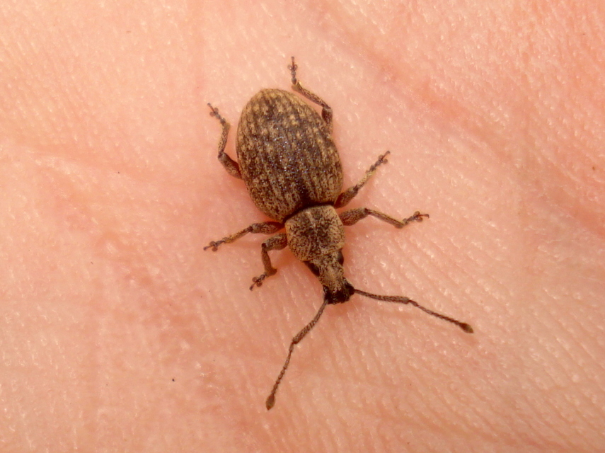 Otiorhynchus