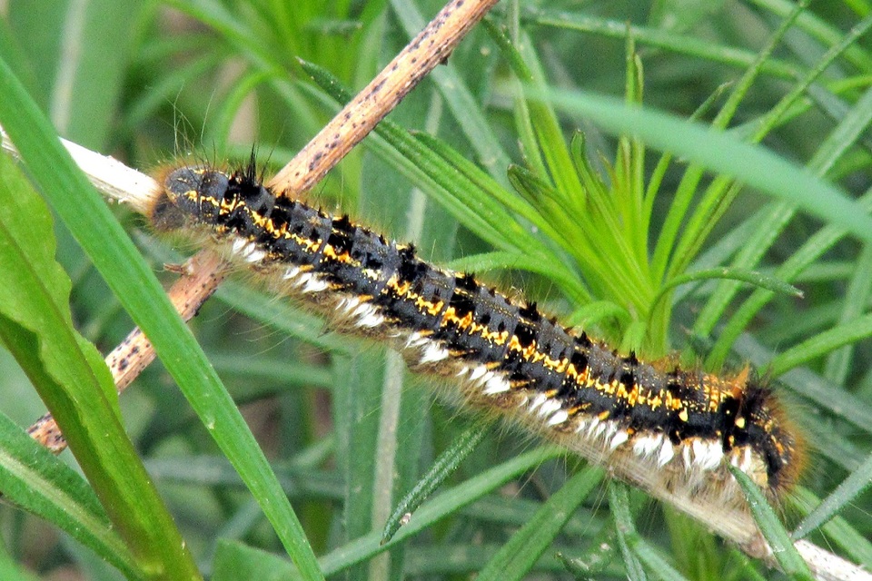 Euthrix potatoria - szomjas pohók