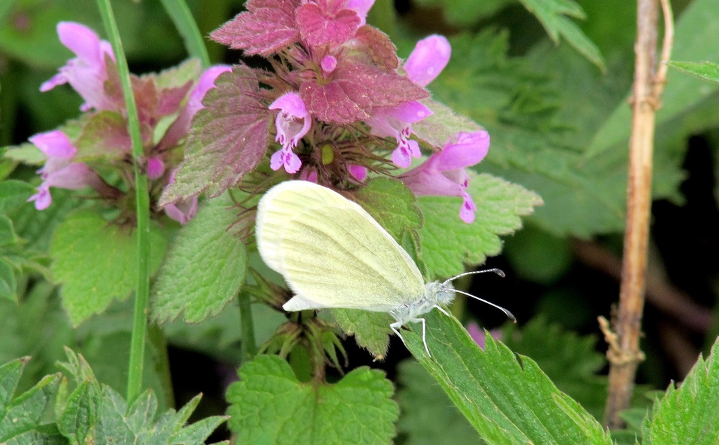 Leptidea sinapis - mustárlepke