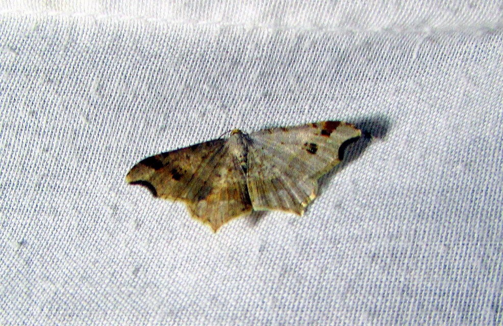 Macaria alternata - közönséges szürkearaszoló
