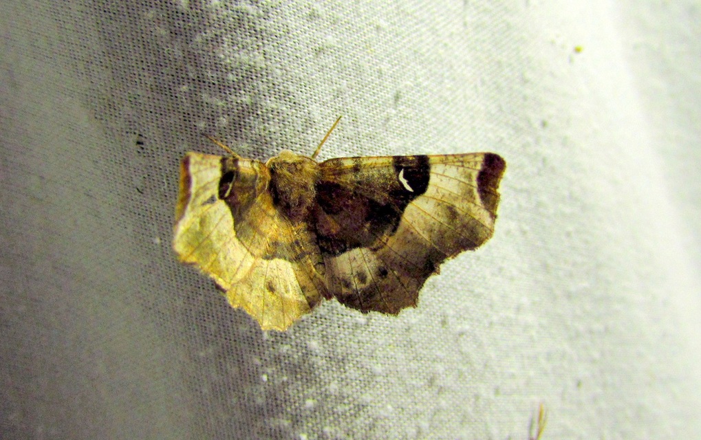 Selenia tetralunaria - négyfoltos holdasaraszoló