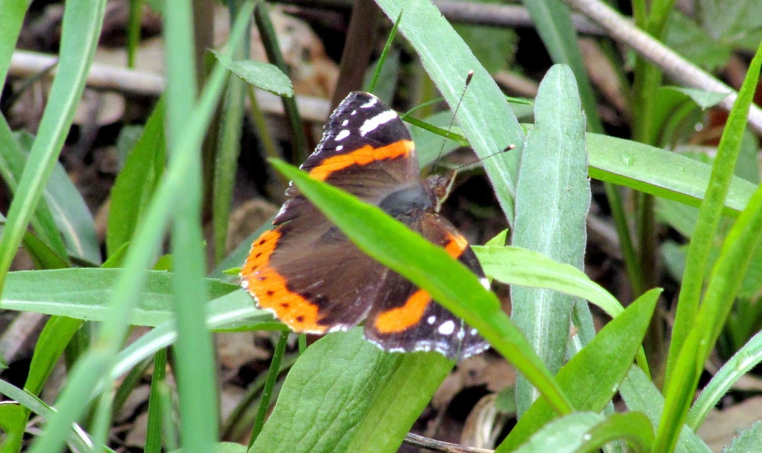 Vanessa atalanta - atalantalepke