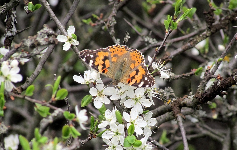 Vanessa cardui - bogáncslepke