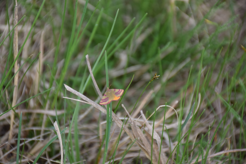 Lythria cruentaria - bíborcsíkos araszoló