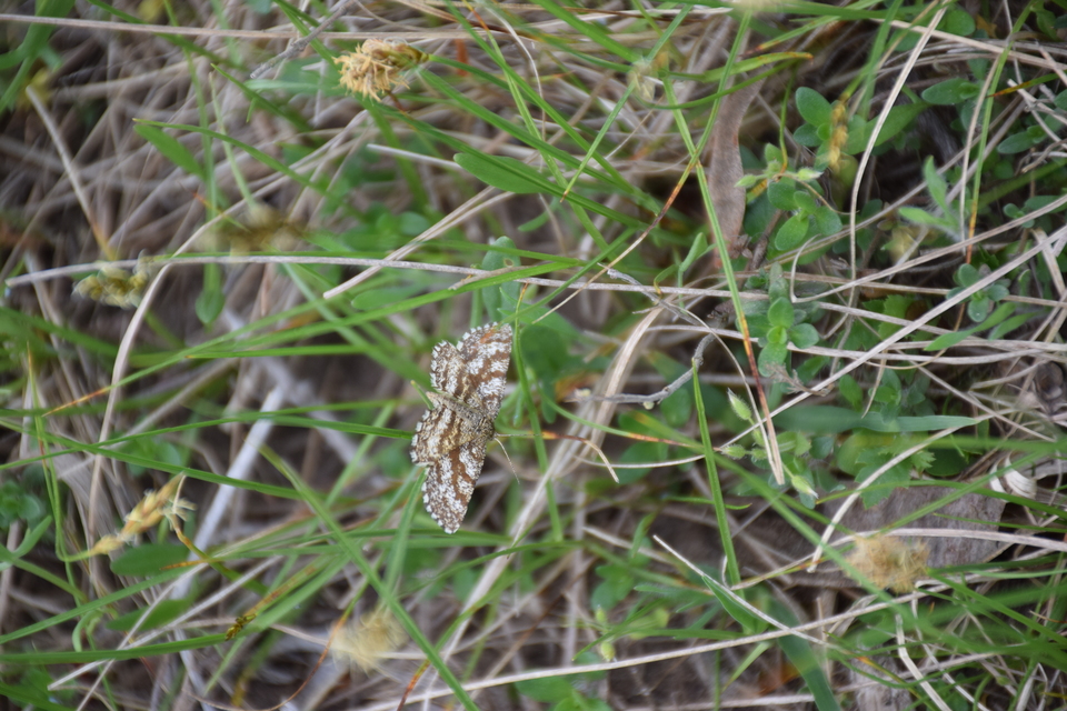 Ematurga atomaria - barna rétiaraszoló