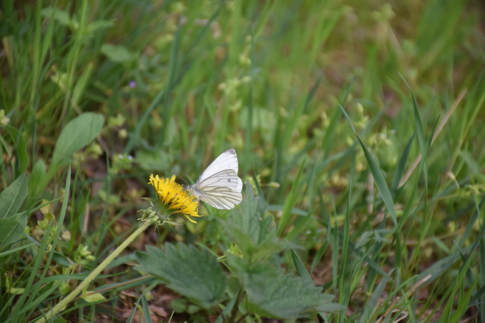 Pieris napi - repcelepke