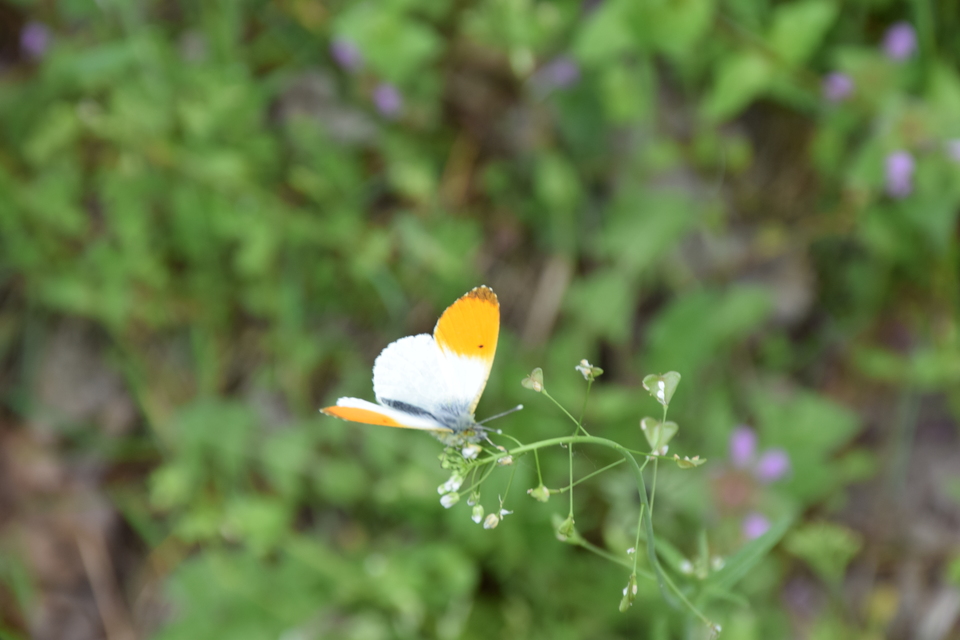 Anthocharis cardamines - hajnalpírlepke