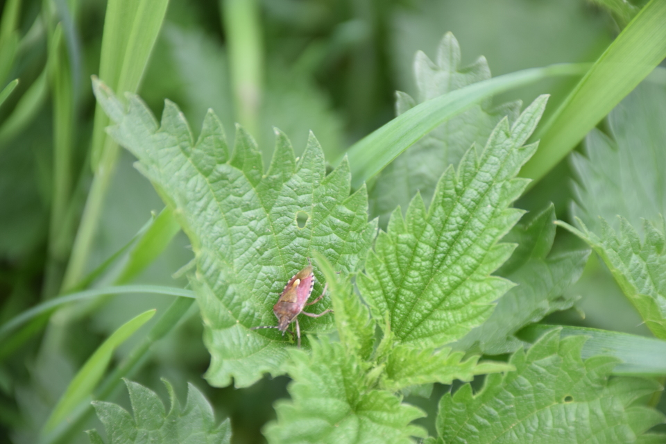 Dolycoris baccarum - közönséges bogyómászó-poloska Dolycoris baccarum - közönséges bogyómászó-poloska